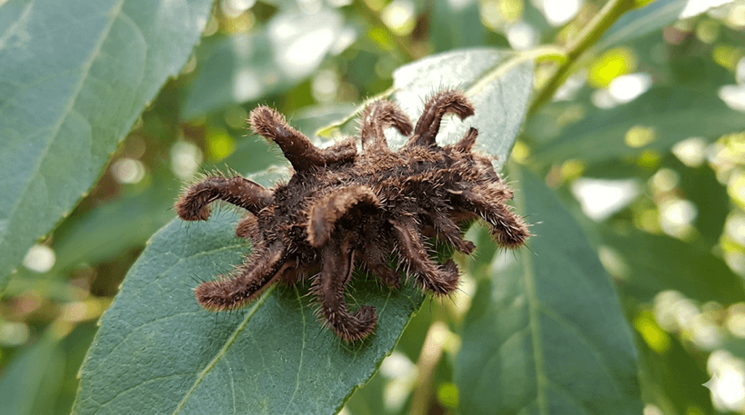 Hag Moth Caterpillar (Monkey Slug)